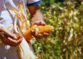 Bautista INTA: un maíz adaptado a las condiciones de Misiones
